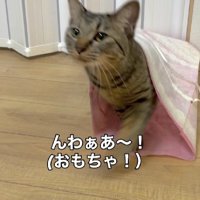 袋から出てくる猫