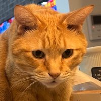 魚を見詰める茶トラ猫