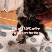 保護された子猫
