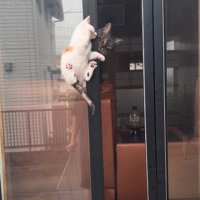 窓の隙間の子猫と見守る猫