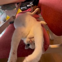 へそ天になる猫