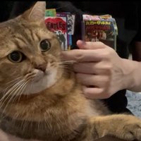 再びちょっかいをかける飼い主さん
