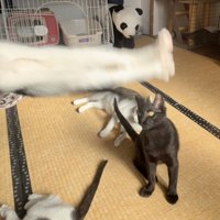 足をピンと伸ばした猫の下半身と数匹の猫