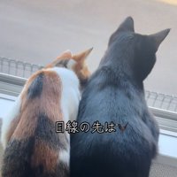 三毛猫が身体を低くしながら窓から乗り出すように外を見る後ろ姿