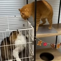 ケージ越しにけんかする2匹の猫