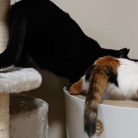 トイレを覗く猫