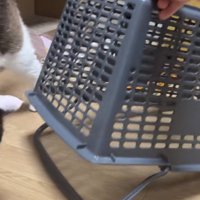 「家猫の捕獲は簡単」のテロップ写真2