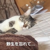 ベッドで寝ている猫