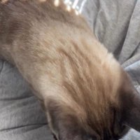 膝の上へ戻る猫