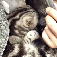 パパの胸に抱かれるアメリカンショートヘア