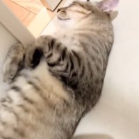 熟睡する猫