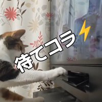 手で止める猫