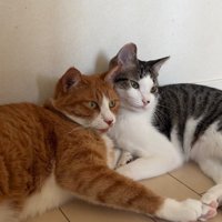 顔を寄せ合う2匹の猫