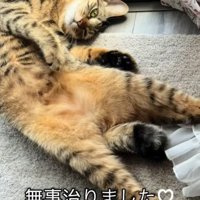 ヘソ天する猫