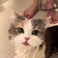 シャンプー中の猫