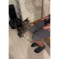 猫と椅子に座る女性