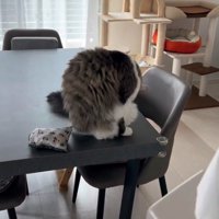 体を舐める猫