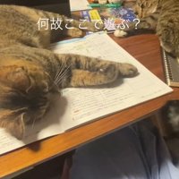 遊ぶ2匹の猫