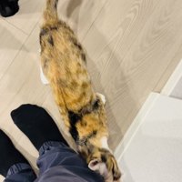 飼い主さんの足に擦り寄る三毛猫と飼い主さんを見つめる黒猫