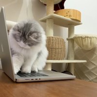 キーボードに乗るしろがね丸くん