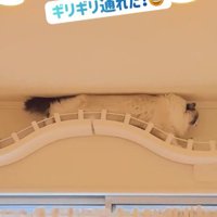 キャットウォークを歩いている猫