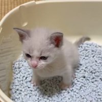 トイレ砂の上に座る子猫