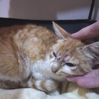 手に顔を寄せて