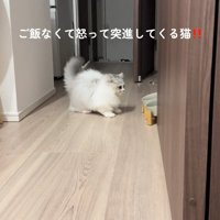 前を向く猫