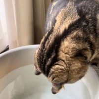 身を乗り出す猫