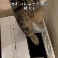 足をぶらーんとさせる猫