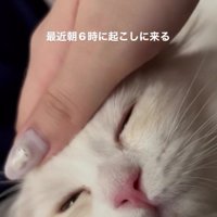 なでられている猫