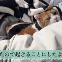 起きることにしたミケ