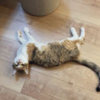 床に寝転がる猫