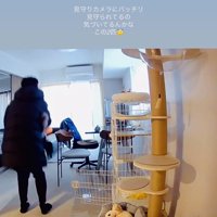 パパに抱っこされる保護猫