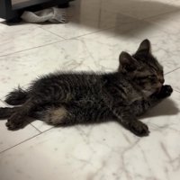 ご飯を食べる子猫