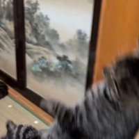 畳の上に尻もちをつくキジトラ猫