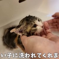 シャンプーされる子猫