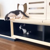 室内にいる猫たち