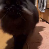 猫のアップ
