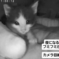 ベッドの上で前足を動かす子猫