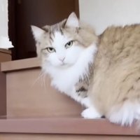 階段も一緒の猫