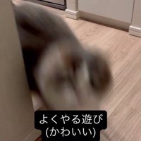 壁際から飛び出して来た猫