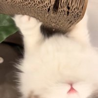 爪研ぎをしているカメラ目線の猫
