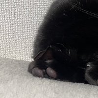 丸まっている猫の耳と肉球