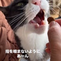 顔の角度を変える猫