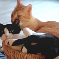一緒に寝ている猫