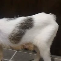ガリガリの猫