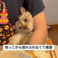 飼い主さんの腕にはまる猫