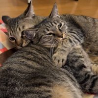 グルーミングし合う2匹のキジトラ猫