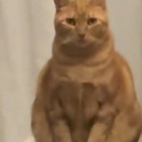 お座りする猫